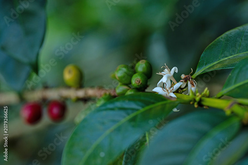 coffee plant with cherries and flowers in Boquete in Panama
