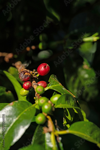coffee plant with cherries in Boquete in Panama