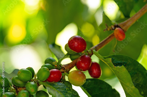 coffee plant with cherries in Boquete in Panama