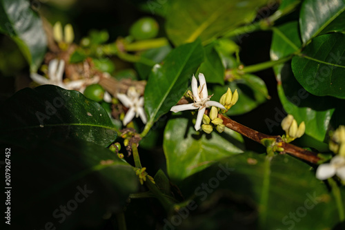 flowering coffee plant in Boquete in Panama