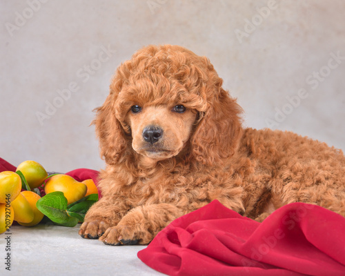 Apricot poodle puppy in studio