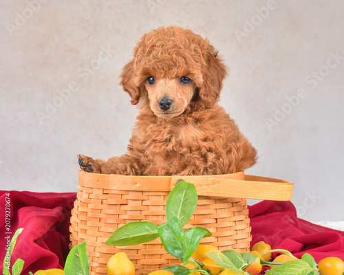 Toy poodle puppy sitting in awoven basket