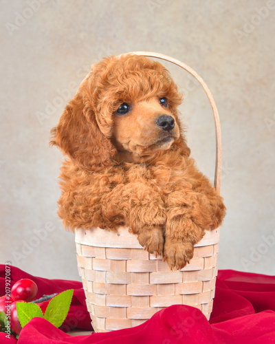 Cute curly apricot poodle puppy