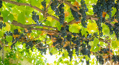 A bunch of grapes are hanging from a vine in a vineyard