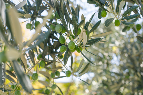 Fresh green olives on a branch of an olive tree natural background