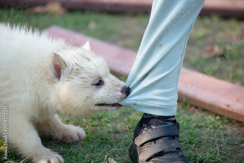 Playful cute white fluffy puppy biting and pulling the pants of an Asian child on the green grass outdoors.