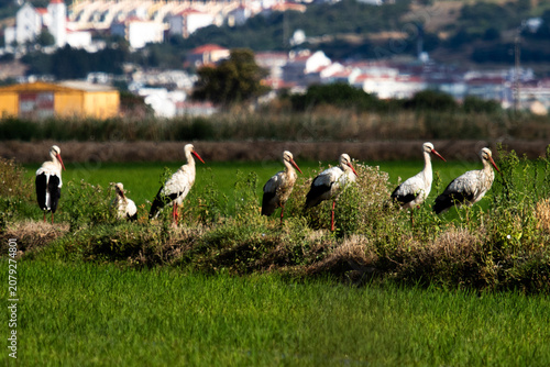 hite storks stands in a row along a grassy ridge separating green agricultural fields