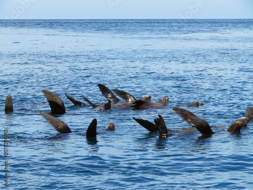 sea lions in a sea in Baja California Sur, Mexico