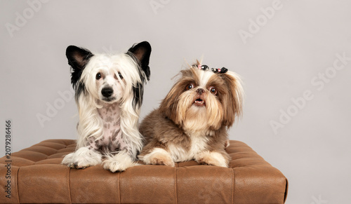 Εκτύπωση καμβά Black and white chinese crested dog and beige and white shih tzu dog looking at