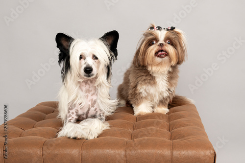 Bild auf Leinwand Black and white chinese crested dog and beige and white shih tzu dog looking at
