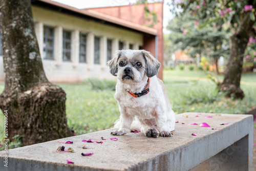 Foto One white shih tzu senior dog wearing collar posing on a white bench in the park