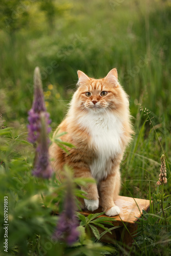 A photo of a ginger fluffy cat next to a bush of blooming lupins.