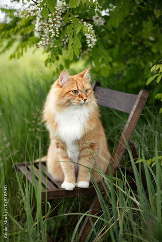 A photo of a ginger fluffy cat next to a flowering acacia tree.