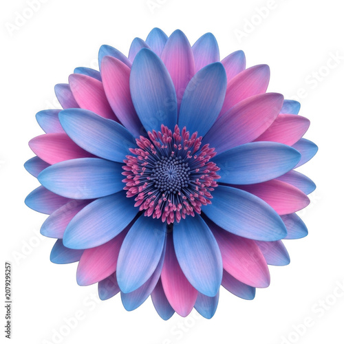 Vibrant pink and blue petal flower with a detailed textured center isolated on a transparent background