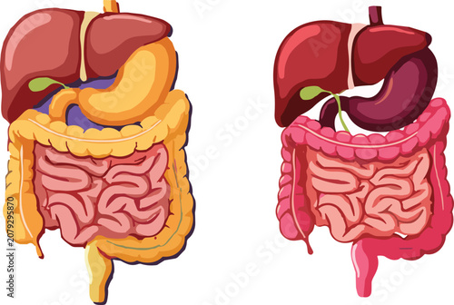 Cuadro en lienzo Human Digestive System Vector Illustration Set Featuring Liver, Stomach, and Int
