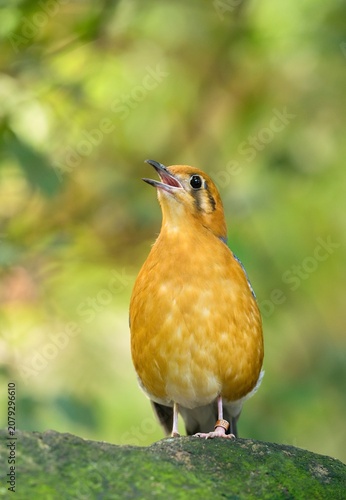 Orange-headed thrush