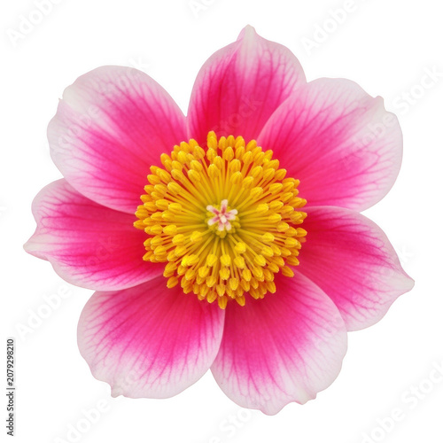 Vibrant pink and white peony flower with a bright yellow stamen center isolated on a transparent background