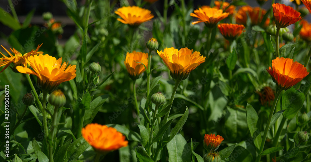 Fototapeta premium Blooming orange flowers in a sunny garden with selective focus and soft blurred background. Colorful floral scene capturing fresh spring and summer blossoms outdoors.