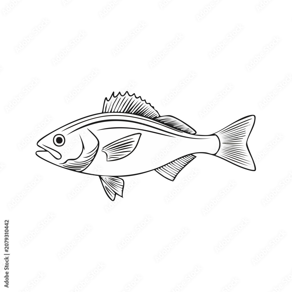 Fototapeta premium Black and White Line Art Illustration of a Perch Fish