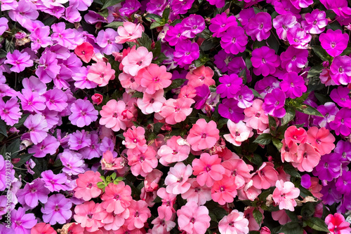 Vibrant flowers bloom in dense clusters close-up, background