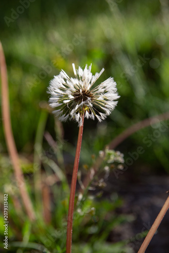 dandelion flower in dew early in the morning