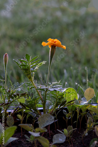 bright marigold flower early in the morning in the dew