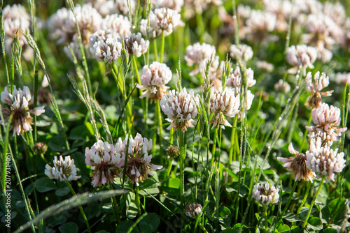 White clover is considered beneficial for supporting bees and other pollinators, and also improves soil quality.