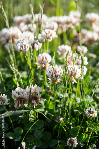 White clover is considered beneficial for supporting bees and other pollinators, and also improves soil quality.