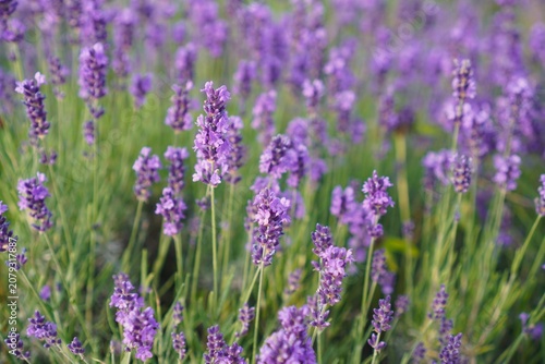 Lush Lavender Field in Full Bloom
