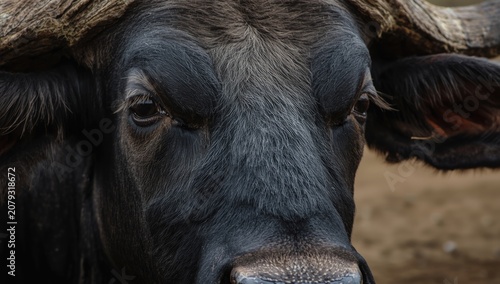 Close-up of a buffalo's fac...