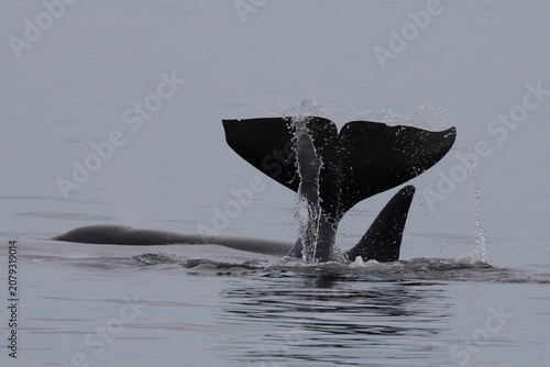 Schwertwal - Orca / Killer whale / Orcinus orca