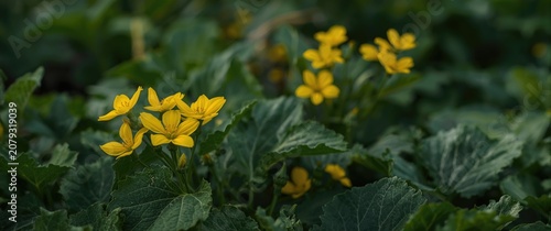 Yellow wildflowers growing ...