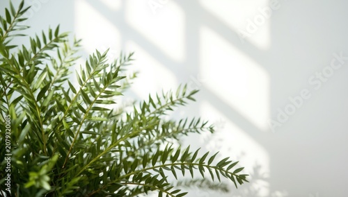 Potted ornamental greenery ...