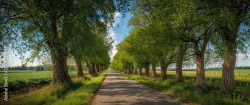 Tree-lined country road str...