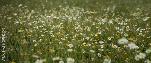 Field of white and yellow w...