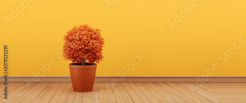 Orange plant in a pot again...