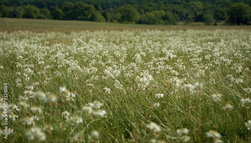 Natural open field dominate...