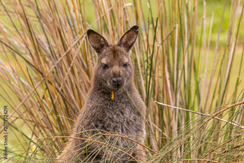 Portrait of a Tasmanian Pademelon Looking at the Camera and Eating Grass , Bruny Island, Tasmania, Australia