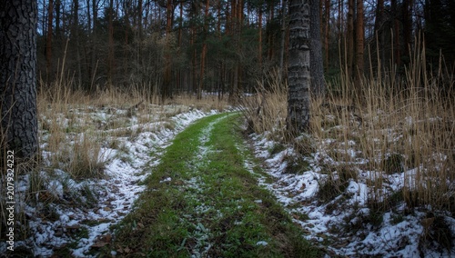 Natural forest path depicti...