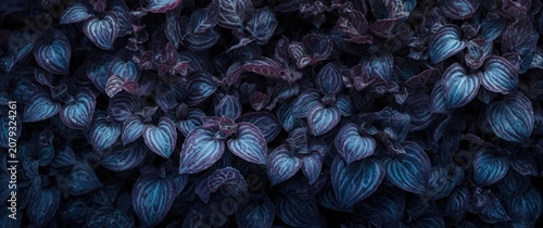 Close up of layered violet ...