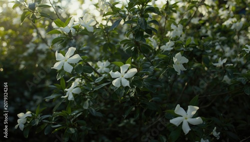 White jasmine shrub in full...
