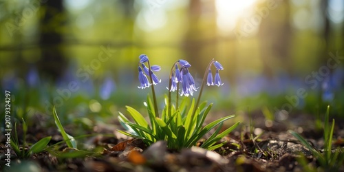 Bluebell flowers blooming i...