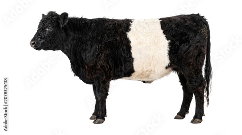 Schilderij op canvas Cow with distinctive black and white banded coat standing in full profile as a P