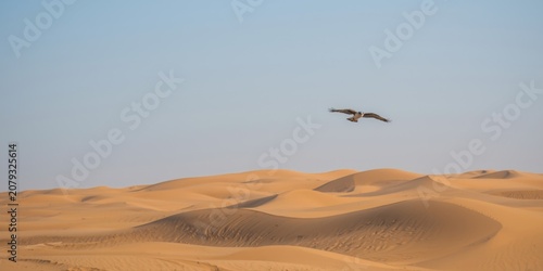 Bird flying over sand dunes...