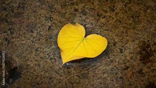 Heart-shaped yellow leaf fl...