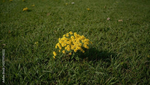 Cluster of yellow flowers o...