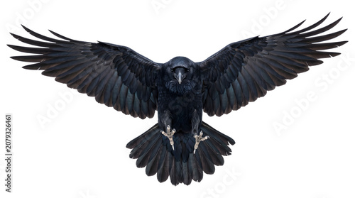 Raven with iridescent black wings fully spread facing forward with talons extended as a PNG on a transparent background
