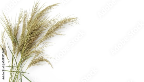 Dried grass stalks arranged...
