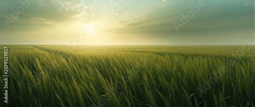 Green wheat field under a g...