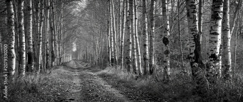 Dirt path lined with birch ...
